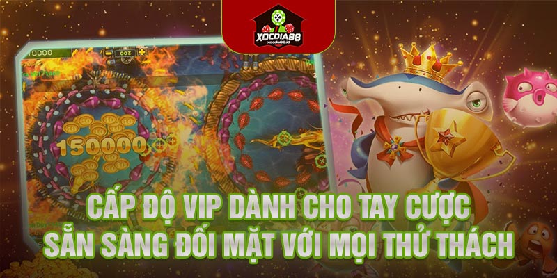 Cấp độ VIP dành cho tay cược sẵn sàng đối mặt với mọi thử thách